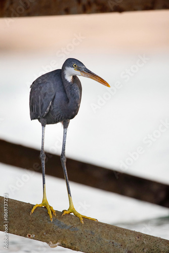 Tricolored heron (Egretta tricolor) standing on a metal structure along the Red Sea coast. A slender wading bird with dark plumage, a white throat, a long bill, and yellow legs.