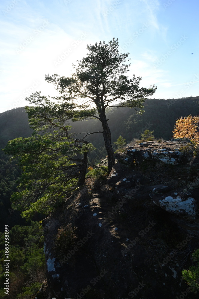 Obraz premium Kiefer auf dem Backelstein bei Hauenstein