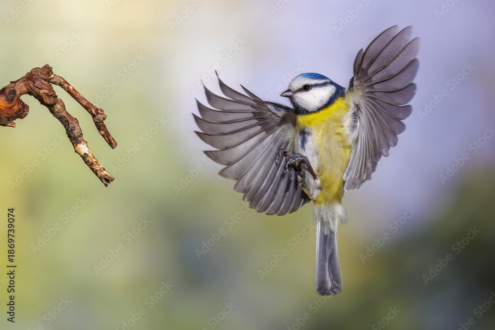 Fototapeta premium Blaumeise (Cyanistes caeruleus)