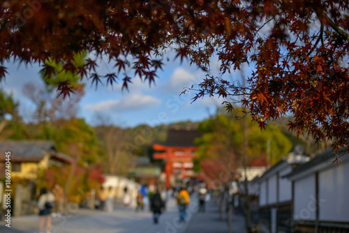 Red maple leaves in the foreground with the famous red torii gate in the background, Kyoto, Japan