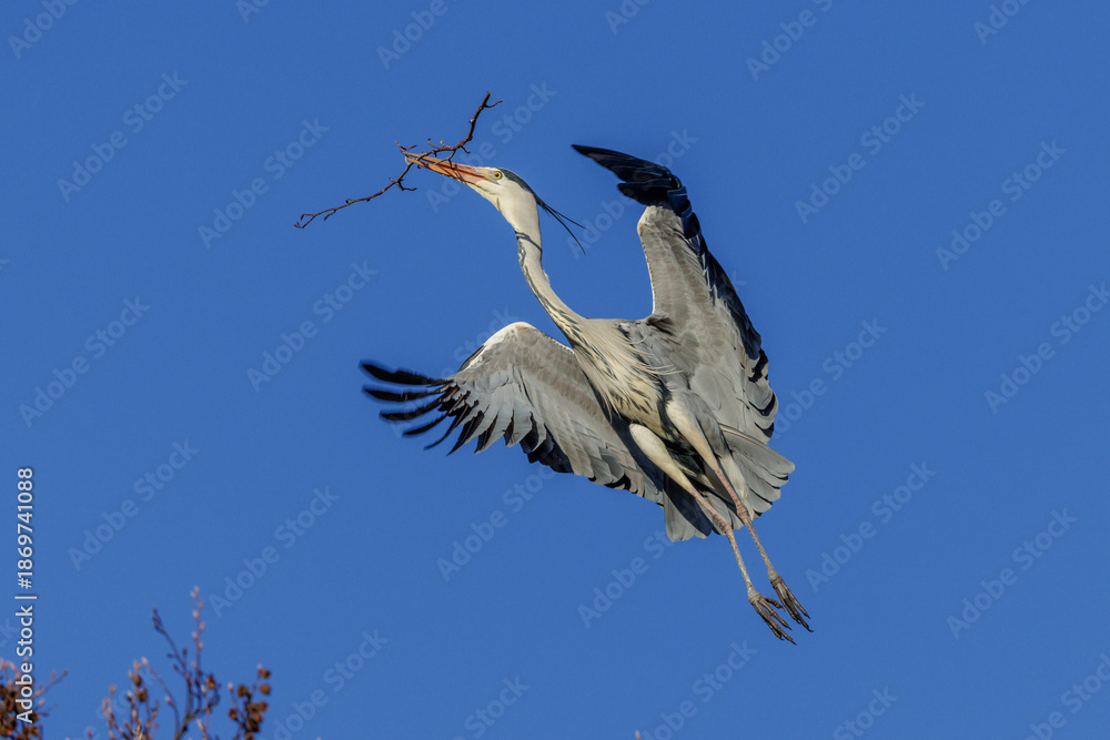 Fototapeta premium Graureiher (Ardea cinerea) holt Nistmaterial