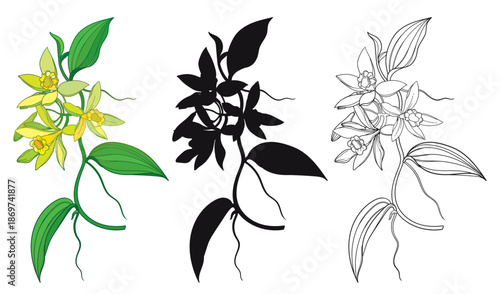 Set of outline Vanilla planifolia (vanilla orchid) flowers and leaves in black and yellow isolated on white background.