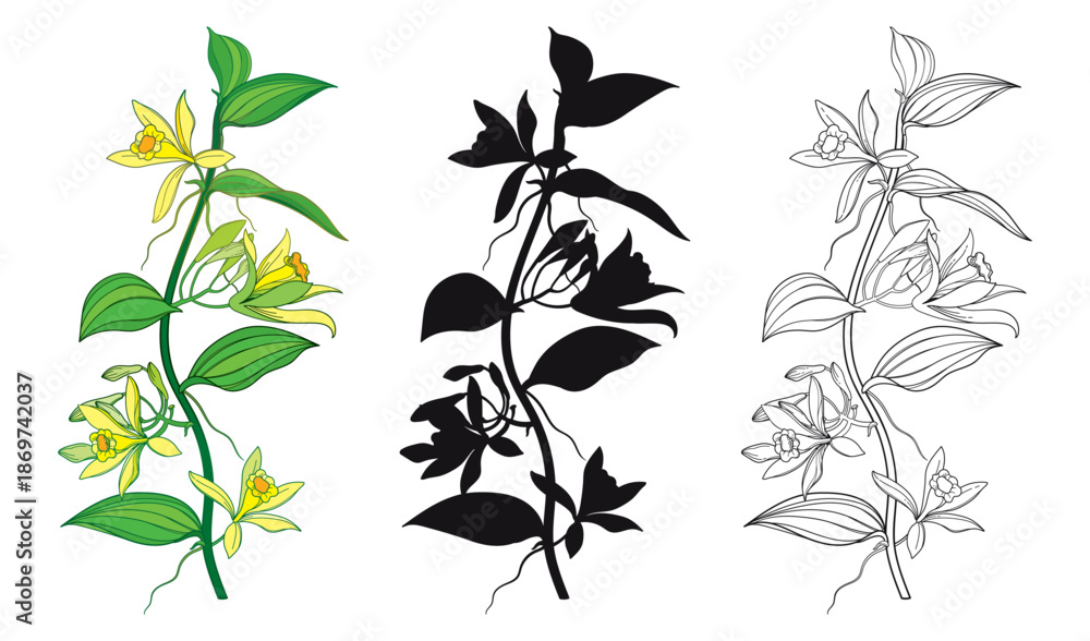 Fototapeta premium Set of outline Vanilla planifolia (vanilla orchid) flowers and leaves in black and yellow isolated on white background.