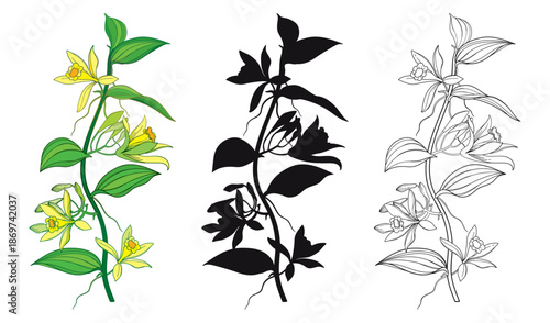 Set of outline Vanilla planifolia (vanilla orchid) flowers and leaves in black and yellow isolated on white background.
