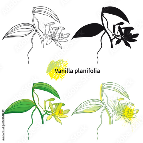 Set of outline Vanilla planifolia (vanilla orchid) flower and leaf in black and yellow isolated on white background.