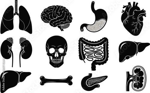 medical illustrations black and white human organs and skeleton drawings