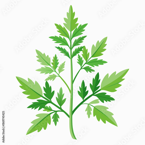 artemisia absinthium  vector isolated on white