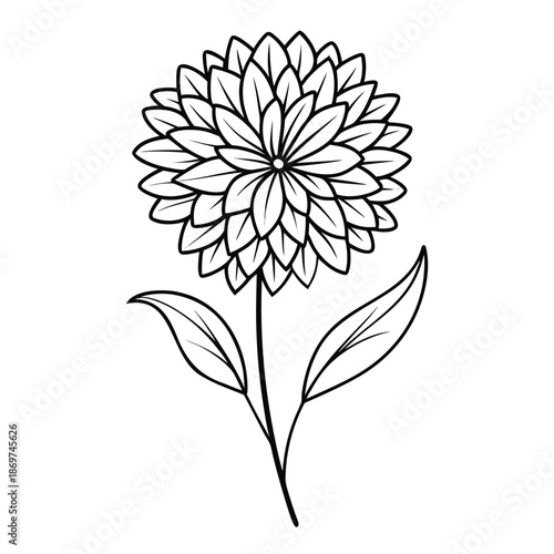 asters perennial line art flower on white background