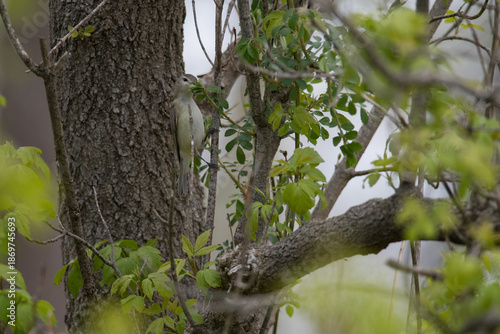Warbling Vireo feeding in the bushes along the Finger Lakes Trail in New York