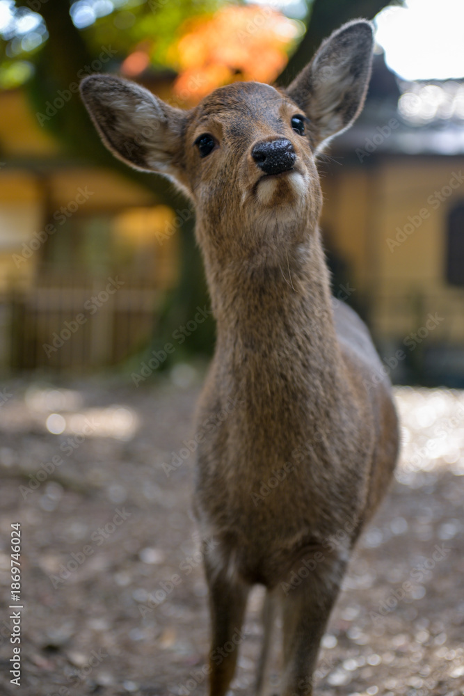 Fototapeta premium Nara Deer in Historic Temple Grounds