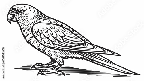 Detailed illustration of a parrot in profile view with intricate feather patterns