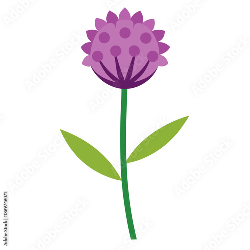  allium oreophilum flower vector n white background