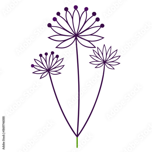  allium oreophilum line art flower vector illustration