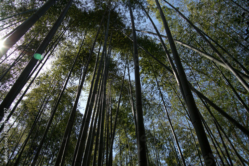 Arashiyama Bamboo Grove, Kyoto, Japan