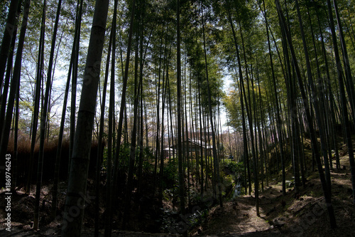 Arashiyama Bamboo Grove, Kyoto, Japan