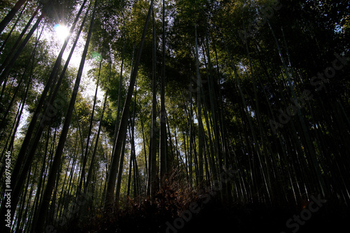 Arashiyama Bamboo Grove, Kyoto, Japan