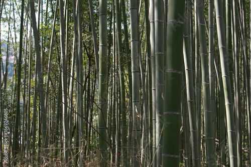 Arashiyama Bamboo Grove, Kyoto, Japan