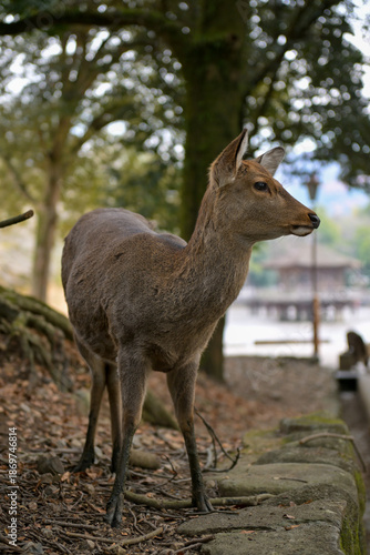 Nara Deer in Historic Temple Grounds