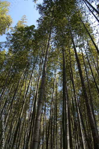 Arashiyama Bamboo Grove, Kyoto, Japan