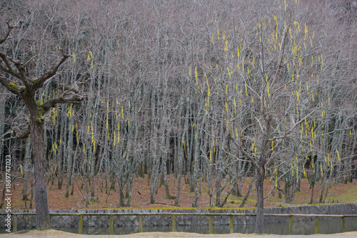 A dry forest that has shed its leaves for the winter in Nara Park, Japan