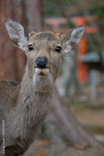 Nara Deer in Historic Temple Grounds, Japan