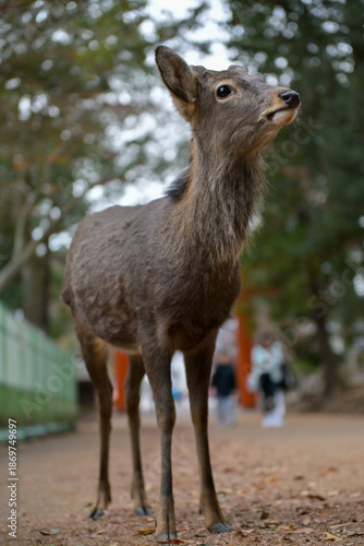 A deer in the foreground against the backdrop of the iconic Red Torii Gate in Nara, Japan