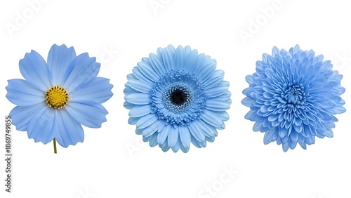 Three Beautiful Blue Flowers Isolated on White Background for Decoration