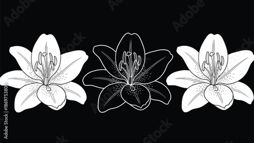 Vector set of elegant lily flower illustrations with white outlines on a black background for luxury floral design and wallpaper.