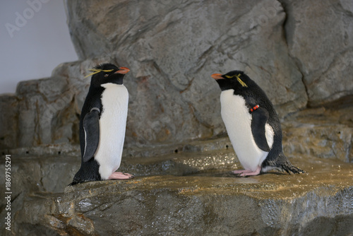 Penguins at Osaka Aquarium Kaiyukan