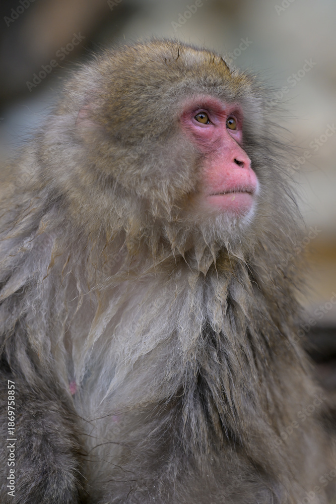 Fototapeta premium Japanese Snow Monkeys in Jigokudani Winter, Nagano' Japan