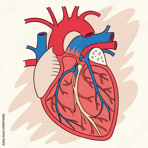 Heart Anatomy Illustration