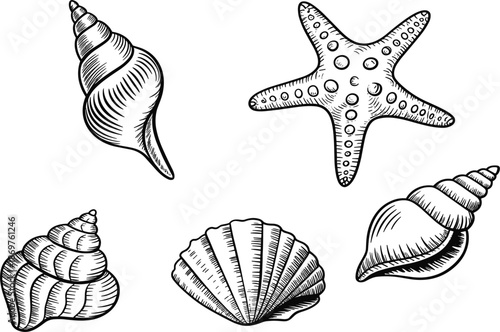Set of hand-drawn seashell and starfish vector sketches, vintage marine life illustrations for nautical and beach designs
