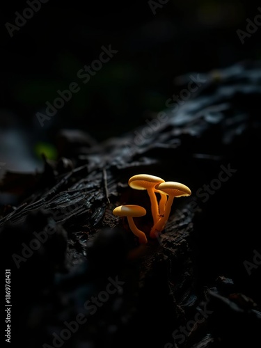 Wallpaper Mural Fungal glow illuminates decaying wood, a quiet cycle of rebirth ,  shadows,  chiaroscuro Torontodigital.ca