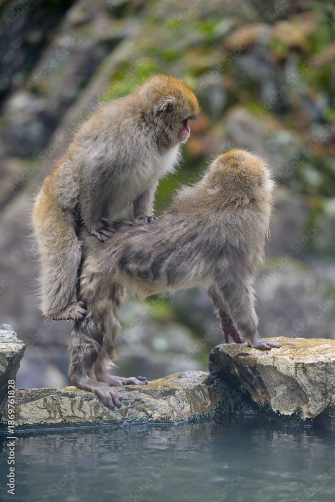 Obraz premium Japanese Snow Monkeys in Jigokudani Winter, Nagano