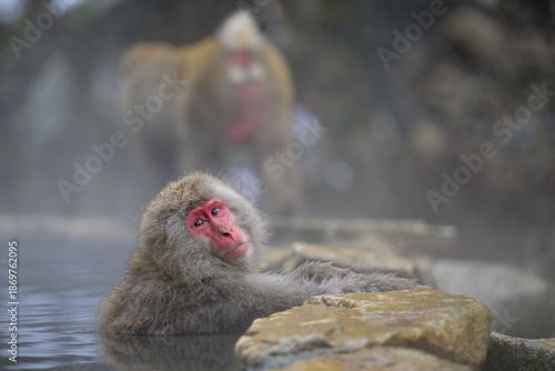 Japanese Snow Monkeys in Jigokudani Winter, Nagano