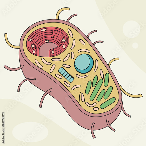 Bacteria Cell Diagram