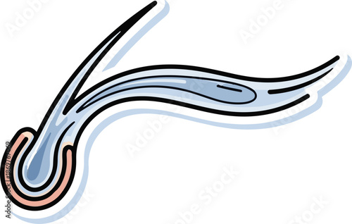 Stylized illustration of a hair follicle with root bulb and strand, cartoonish style