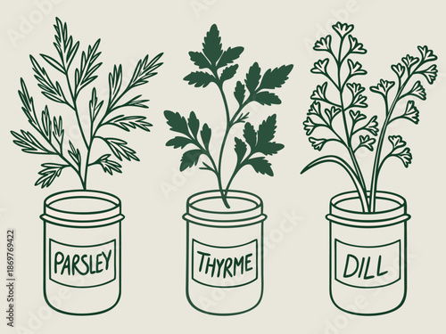 Parsley Thyme Dill Herbs