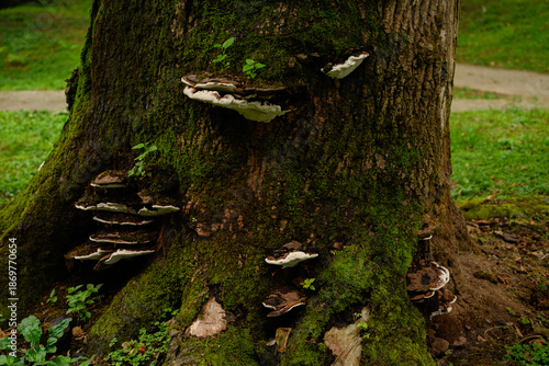 Fotografie Old large tree with mushrooms and moss