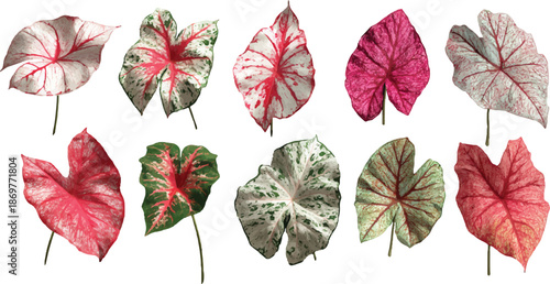 autumn leaves collection