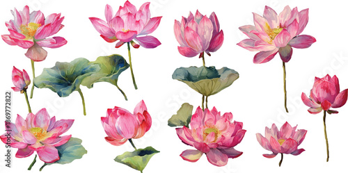 lotus flower on white background