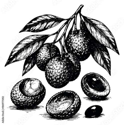 Hand drawn line art lychee fruit set featuring whole and peeled fruits with leaves and a seed for food design
