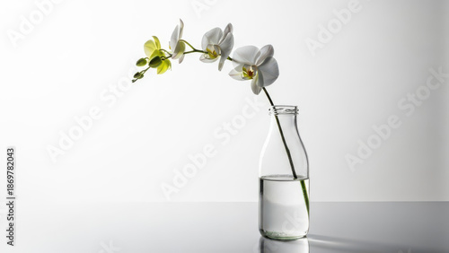 Elegant white orchid stem in a clear glass bottle with water