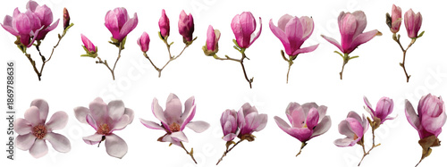 pink flower isolated on white background