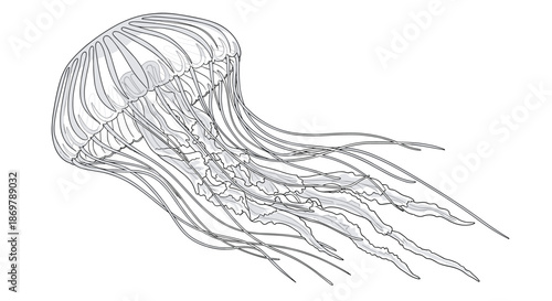 Intricate grayscale illustration of a large swimming jellyfish with long trailing tentacles and a patterned bell.