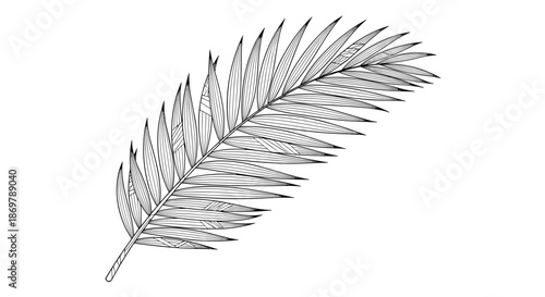 Single large palm leaf with many long narrow fronds shown in a detailed black and white botanical line drawing.