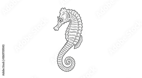 Highly detailed black and white line drawing of a seahorse with a curled tail and textured body on white background.