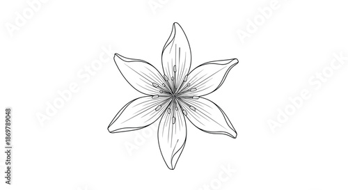 Detailed top view of a six-petaled lily flower in a black and white botanical line drawing on a white background.