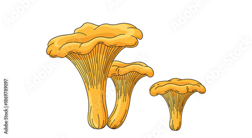 Three golden chanterelle mushrooms of varying sizes are shown in a realistic and colorful botanical illustration for food themes.