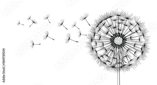 Mature dandelion flower head with seeds being carried away by the wind is depicted in a delicate black and white line art sketch.